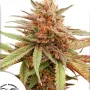 Насіння конопель Durban Dew® від Dutch Passion